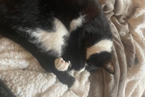 Avviso scomparsa Gatto Femmina, 3 anni Bécordel-Bécourt Francia