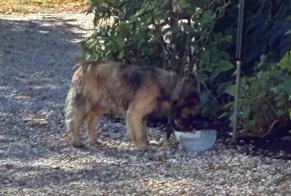 Avviso Ritrovamento Cane Maschio Pomerol Francia