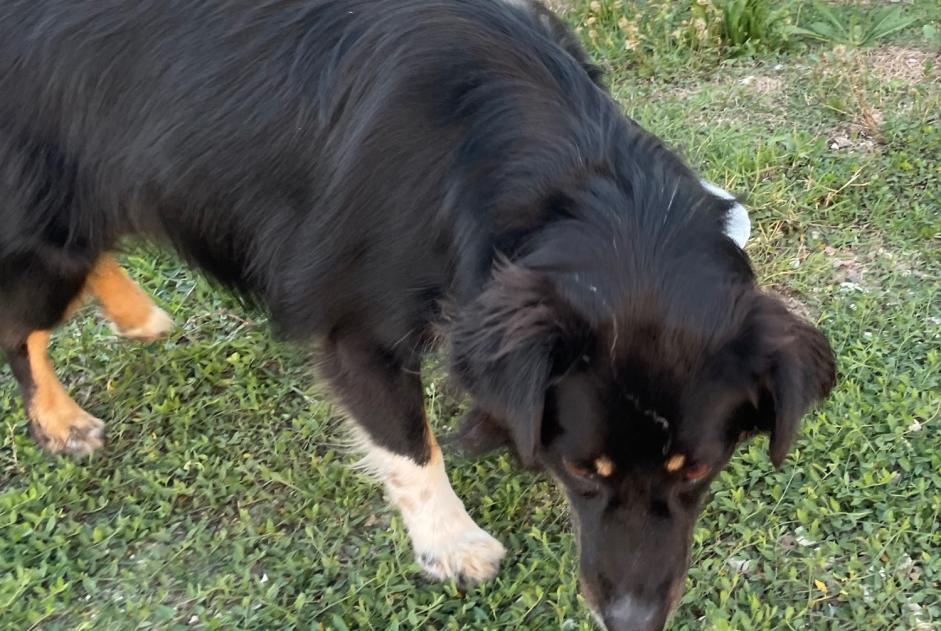 Avviso Ritrovamento Cane incrocio di razze Non conosciuta Argelès-sur-Mer Francia