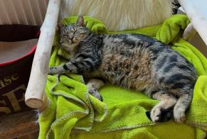 Avviso scomparsa Gatto Maschio, 7 anni Châteauroux Francia