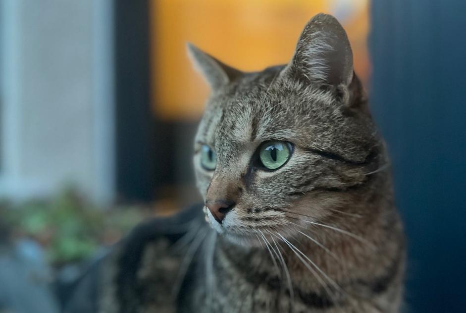 Avviso scomparsa Gatto Maschio , 7 anni Châteauroux Francia