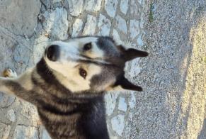Avviso Ritrovamento Cane Maschio Strenquels Francia