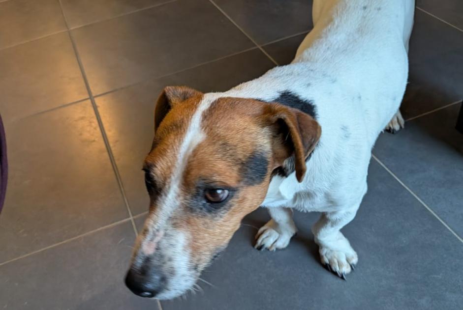 Avviso Ritrovamento Cane  Maschio Saint-Hélen Francia