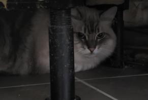 Avviso Ritrovamento Gatto Non conosciuta Malzéville Francia