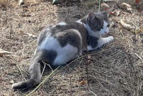 Avviso scomparsa Gatto Femmina, 8 anni Blanquefort Francia