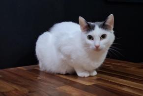 Avviso scomparsa Gatto Femmina, 8 anni Amiens Francia