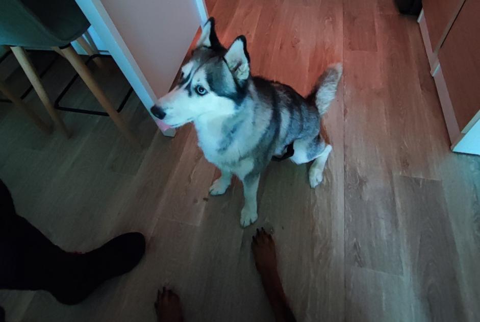 Avviso Ritrovamento Cane  Femmina , 2 anni Passy Francia