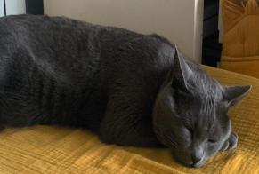 Avviso scomparsa Gatto Maschio, 10 anni Bordeaux Francia