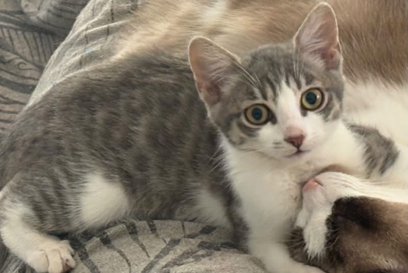Avviso scomparsa Gatto incrocio di razze Femmina , 0 anni Podensac Francia
