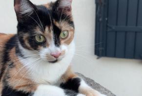 Avviso scomparsa Gatto incrocio di razze Femmina, 1 anni Dompierre-sur-Mer Francia