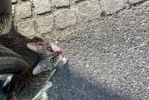 Avviso Ritrovamento Gatto Maschio Alby-sur-Chéran Francia