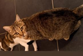 Avviso scomparsa Gatto Maschio, 3 anni Nantes Francia
