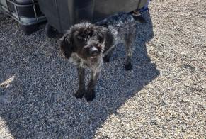Avviso Ritrovamento Cane Femmina Bédarrides Francia