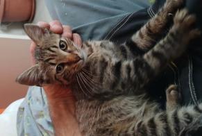 Avviso Ritrovamento Gatto Non conosciuta Rochetoirin Francia
