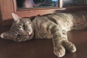 Avviso scomparsa Gatto incrocio di razze Maschio, 2 anni Razès Francia
