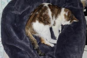 Avviso Ritrovamento Gatto Maschio Besançon Francia