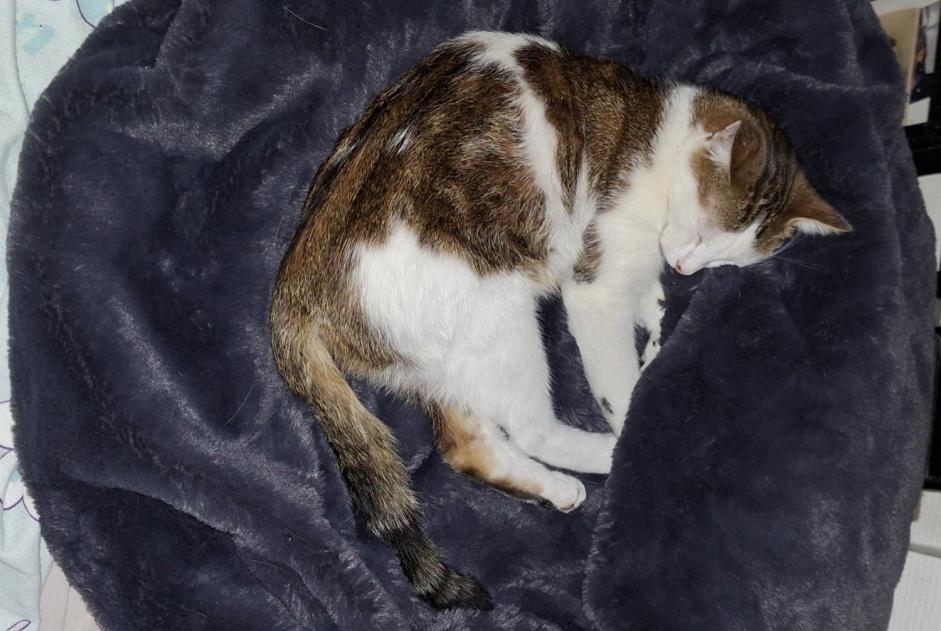 Avviso Ritrovamento Gatto  Maschio Besançon Francia