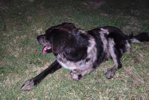 Avviso Ritrovamento Cane incrocio di razze Femmina Montauban Francia