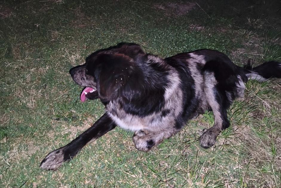 Avviso Ritrovamento Cane incrocio di razze Femmina Montauban Francia
