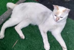 Avviso scomparsa Gatto incrocio di razze Maschio, 3 anni Épron Francia