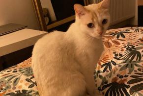 Avviso scomparsa Gatto incrocio di razze Maschio, 3 anni Épron Francia
