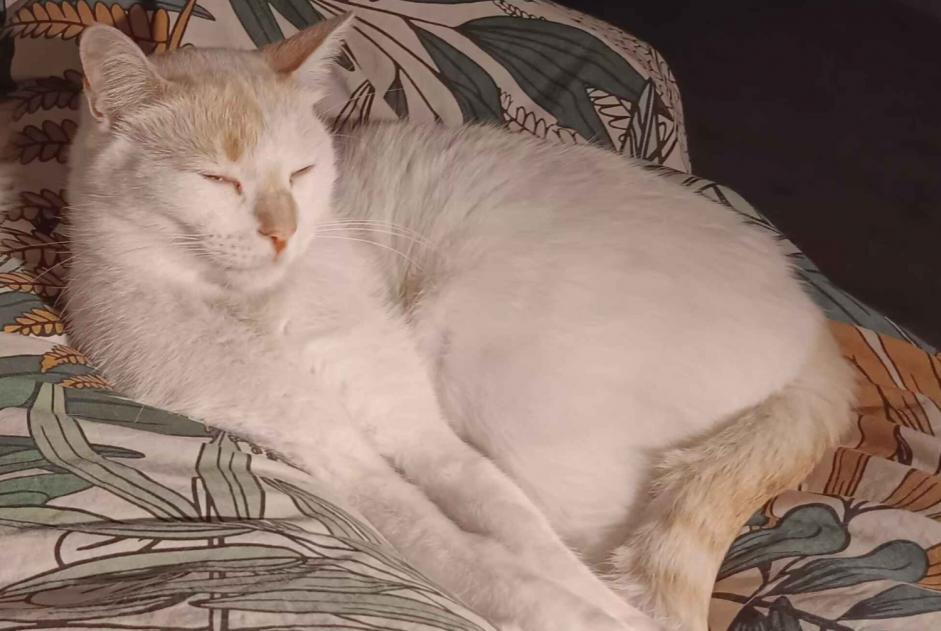 Avviso scomparsa Gatto incrocio di razze Maschio , 3 anni Épron Francia