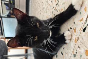 Avviso Ritrovamento Gatto Maschio Vermelles Francia