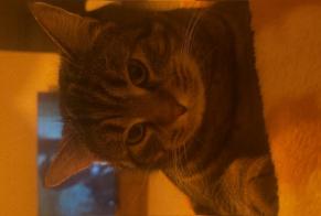 Avviso scomparsa Gatto Maschio, 8 anni Le Pontet Francia
