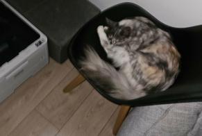 Avviso scomparsa Gatto Femmina, 3 anni Cesson-Sévigné Francia