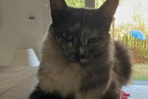 Avviso scomparsa Gatto Femmina, 3 anni Cesson-Sévigné Francia