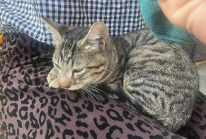 Avviso Ritrovamento Gatto incrocio di razze Femmina Nîmes Francia