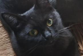 Avviso scomparsa Gatto Femmina, 1 anni Parmain Francia