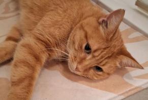 Avviso scomparsa Gatto Maschio, 9 anni Hériménil Francia