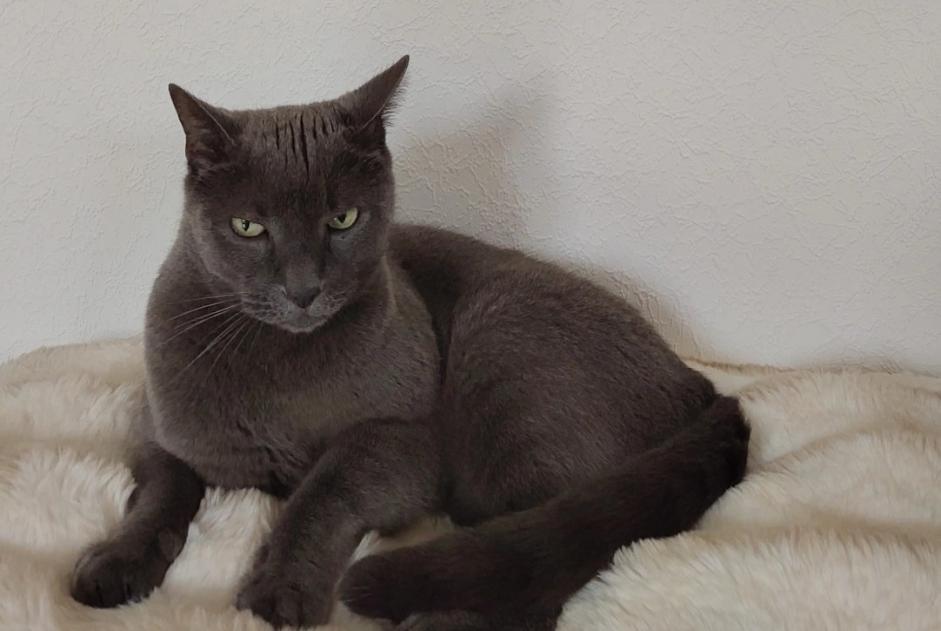 Avviso scomparsa Gatto Maschio , 10 anni Marseille Francia