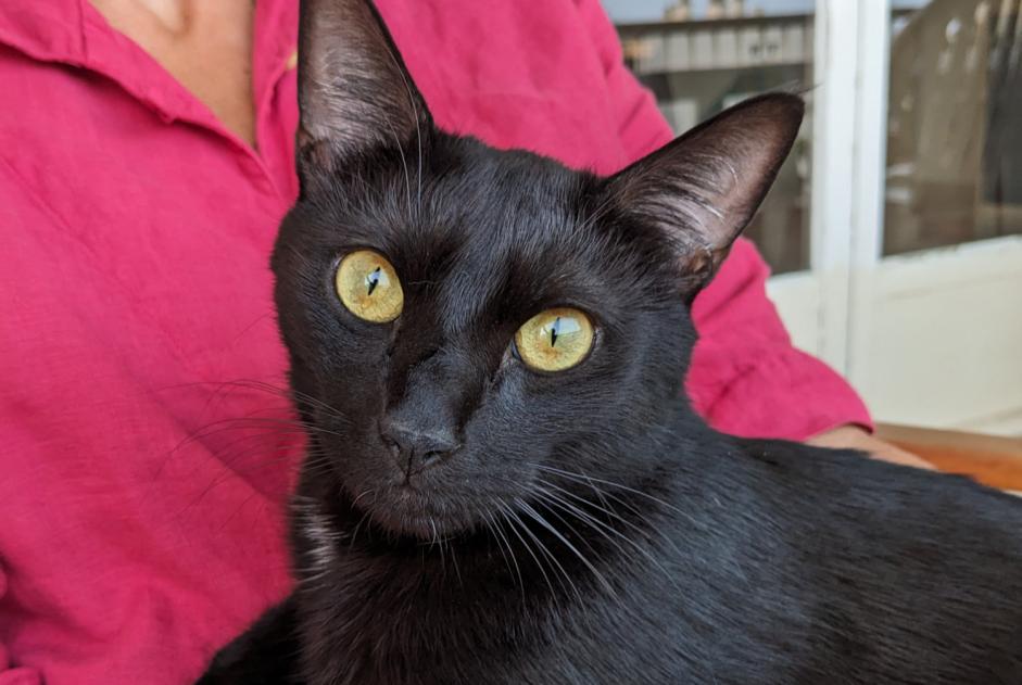 Avviso scomparsa Gatto incrocio di razze Maschio , 1 anni Saint-Priest Francia