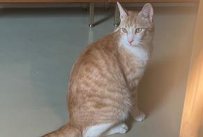 Avviso scomparsa Gatto incrocio di razze Maschio, 2 anni Malakoff Francia