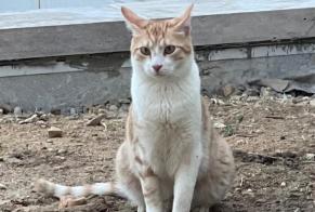 Avviso scomparsa Gatto incrocio di razze Maschio, 2 anni Malakoff Francia