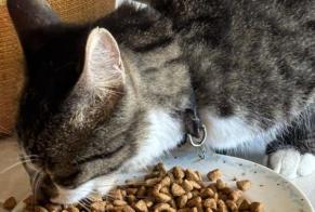 Avviso Ritrovamento Gatto incrocio di razze Femmina Sauvimont Francia
