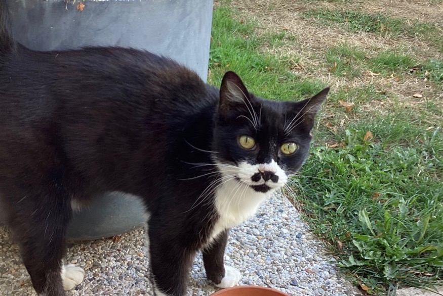Avviso Ritrovamento Gatto Femmina Sylvains-Lès-Moulins Francia