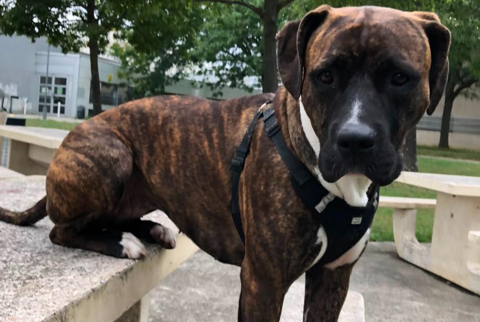 Avviso scomparsa Cane incrocio di razze Femmina , 4 anni Toulouse Francia