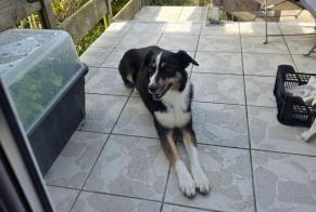 Avviso Ritrovamento Cane Non conosciuta Cherbourg-en-Cotentin Francia