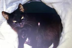 Avviso scomparsa Gatto incrocio di razze Femmina, 7 anni Malbuisson Francia