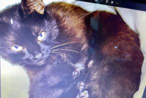 Avviso scomparsa Gatto incrocio di razze Femmina, 7 anni Malbuisson Francia
