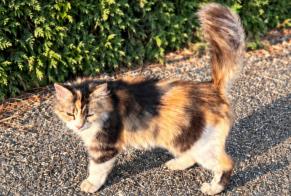 Avviso scomparsa Gatto Femmina, 4 anni Montrond-les-Bains Francia