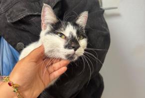 Avviso Ritrovamento Gatto Femmina Grenoble Francia