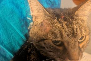 Avviso scomparsa Gatto Maschio, 7 anni Étréchy Francia