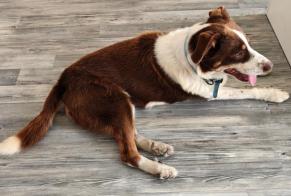 Avviso Ritrovamento Cane Maschio Albon Francia