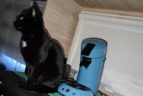 Avviso scomparsa Gatto Femmina, 3 anni Baye Francia