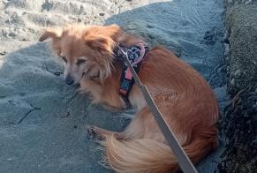 Avviso scomparsa Cane incrocio di razze Femmina, 10 anni Languidic Francia