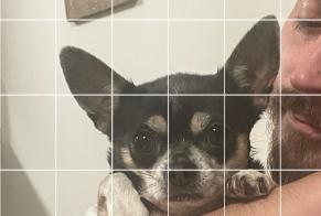 Avviso scomparsa Cane Femmina, 8 anni Gournay-sur-Marne Francia